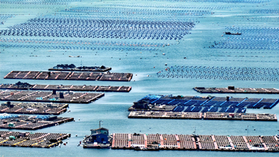 这片“海上牧场” “鲍”发力十足2024年，连江县渔业产值达302.06亿元，连续5年位居全国县级第一，鲍鱼产量达5.93万吨，约占全国总量的三分之一，被誉为“中国鲍鱼之乡”。